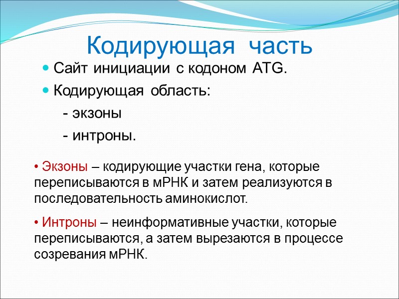 Кодирующая  часть Сайт инициации с кодоном ATG. Кодирующая область:    